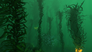 KelpDense1.png