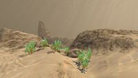 Some Spotted Reeds growing near the Aurora