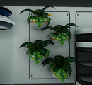 Plant Shelves arranged on the wall of a Large Room, holding Marblemelon Plants