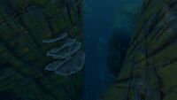Thermal Zone Coral Shelf Plates