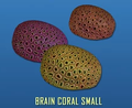 Brain Coral Small.png