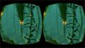 Developers preview of Oculus Rift in a Kelp Forest