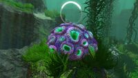 A Purple Brain Coral in the Kelp Forest