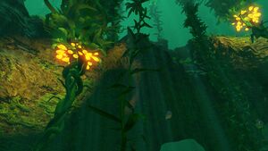 Kelp Forest (40).jpg