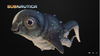 Life-form qute-fish.png