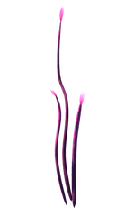 Pink Narrowleaf Flora.png