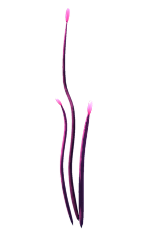 Pink Narrowleaf Flora.png
