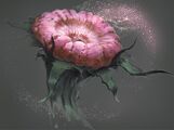 Unknown Grand Cotton Anemone variant - by Dima Pertsula