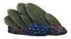 Slanted Shell Plate Fauna.png