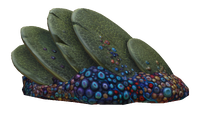 Slanted Shell Plate Fauna.png