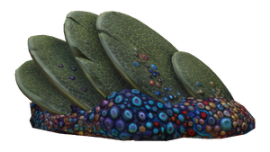 Slanted Shell Plate Fauna.png