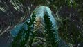 Kelp Forest Cave opening