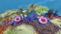 Purple Fans in a the Safe Shallows.