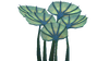Pygmy Fan Flora.png