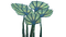 Pygmy Fan Flora.png