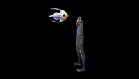 Size comparison to the player