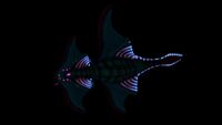 Arctic Ray ventral view
