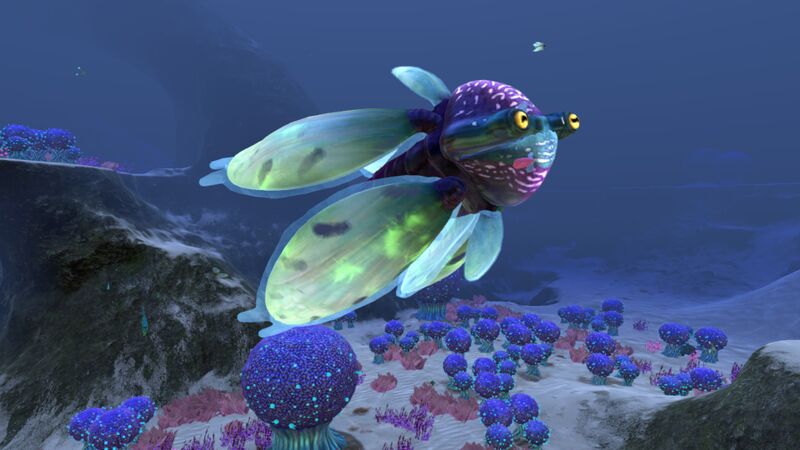 File:Koosh Zone (12).jpg
