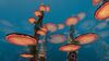 TreeMushroom02.jpg