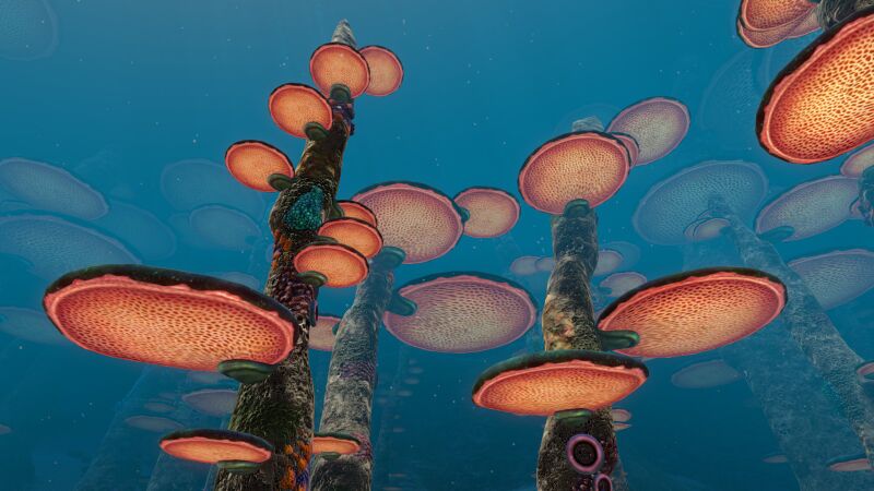 File:TreeMushroom02.jpg