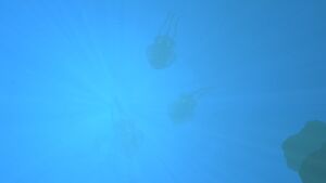 20160722115401 1.jpg