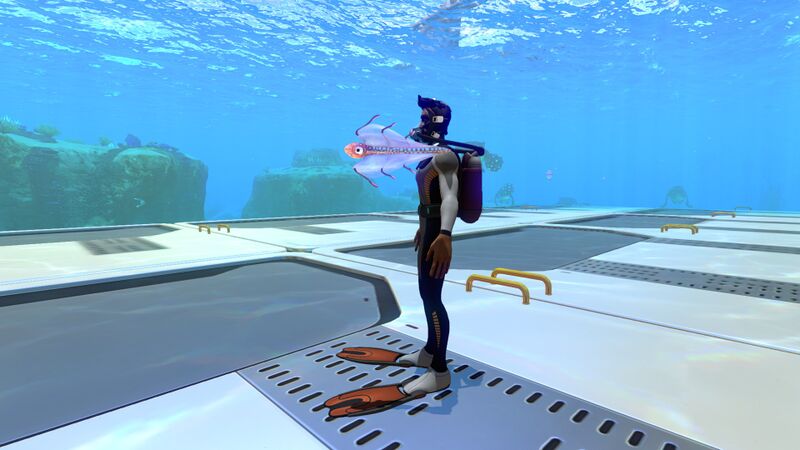File:BladderfishSizeref.jpg