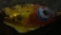 Unknown Fish from first screenshot.