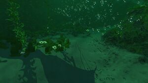 Kelp Forest View.jpg