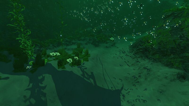File:Kelp Forest View.jpg