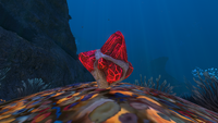 Ruby in the Grand Reef during the day.