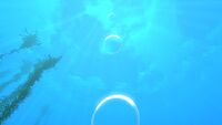 Bubbles rising from a Purple Brain Coral