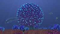 A huge Bulb Bush