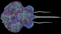 Reefback (Black)-0.jpg