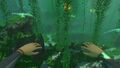 Stalkers swimming through the Kelp Forest