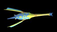 Dorsal view