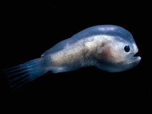 Male-deep-sea-angler-fish.jpg