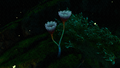 A Paddle Fern sprout, presumably