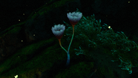 A Paddle Fern sprout, presumably