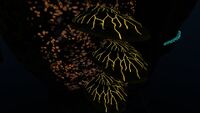 Bioluminescence