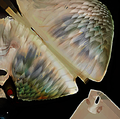 Skyray Texture