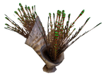 Spiked Horn Grass Flora.png