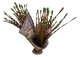 Spiked Horn Grass Flora.png