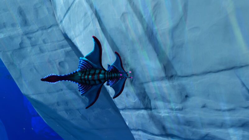 File:Arctic Ray.jpg