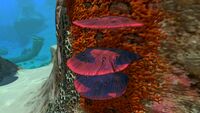 Some Red Table Coral