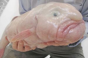 Blob-660x440.jpg