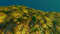 Green Table Coral in the biome