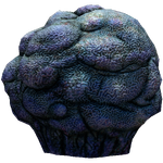 Lost River Cave Coral Fauna.png