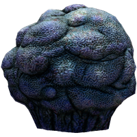 Lost River Cave Coral Fauna.png