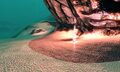 Thumbnail for version as of 20:42, 23 May 2017