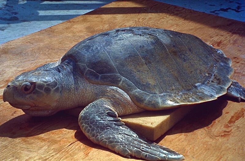 File:Sea Turtle.jpg